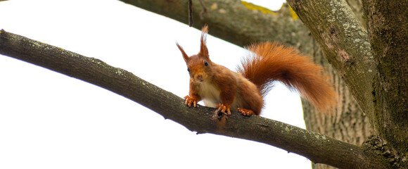 squirrel on a tree