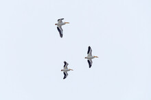 A Trio Of White Pelicans Flying Overhead