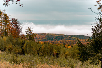 Poster - Beautiful view of a green forest with different trees