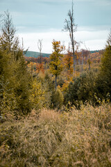 Poster - Beautiful view of a green forest with different tree