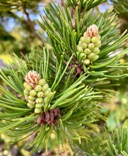 Clusters Of Young Tiny Pine Cones And Green Needle Leaves.