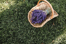 Lavender In Basket On The Field, Harvest.
