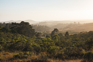 Canvas Print - Foggy view from the hill. Coastal forest in Point Reyes National Park