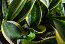 Image of sansevieria trifasciata laurentii plant. Closeup top view sansevieria picture.