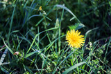 Fototapeta  - Kwiat mleczu na tle trawy