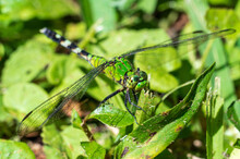 Female Eastern Pondhawk Dragonfly (Erythemis Simplicicollis) - Bluebird Springs Park, Homosassa, Florida, USA