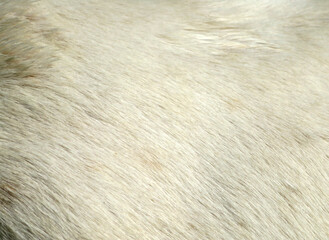 white fur texture