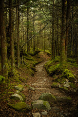 Wall Mural - Trail Heads Downhill Through Mossy Forest