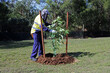 City landscaper worker planting a new tree in a public park