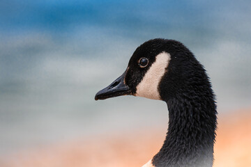 Wall Mural - portrait of a canadian goose on a ocean beach