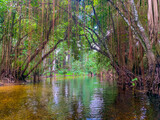 Fototapeta Zwierzęta - Cypress swamp river in Florida