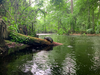 Wall Mural - Cypress swamp river in Florida