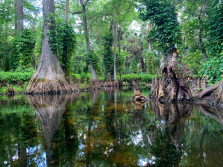 Wall Mural - Cypress swamp river in Florida