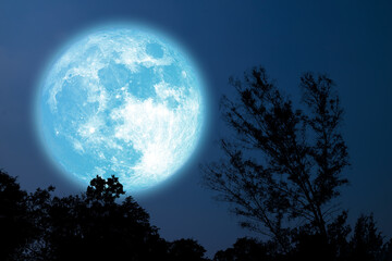 Full Grain blue moon silhouette tree in field on night sky