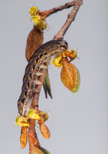 Caterpillar On Soapberry Twig