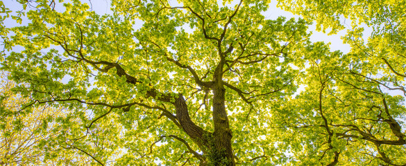 Tall tree in the forest in warm sunlight. Spring summer green forest trees. nature greenery wood sunlight banner. Ecology landscape, blue sky sunny trunk, dramatic old tree from low point of view