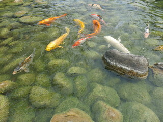 Canvas Print - colorful Cyprinus carpio are swimming in the koi pound  design for Aisa gardening design style