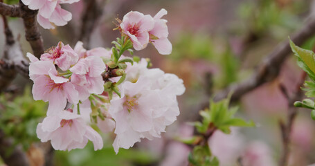 Canvas Print - Pink sakura flower, cherry blossom