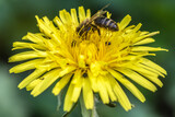 Fototapeta  - bee on yellow flower