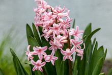 Pink Hyacinths In A Flowerbed In Early Spring