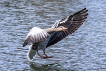 The Flying Greylag Goose, Anser Anser Is A Species Of Large Goose