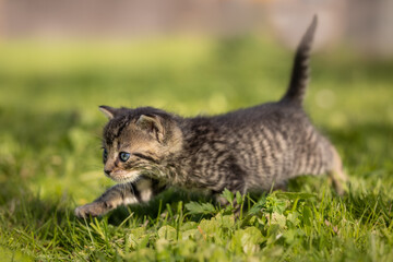 Wall Mural - Beautiful, amazing, gorgeous and cute kitten on fresh green grass on a sunny afternoon. So small, vulnerable, adorable and sweet. Just a few weeks old. A little baby beast. 