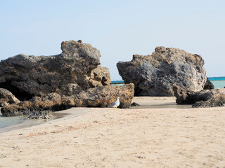 Wall Mural - Greece Crete Island seagull on the beach