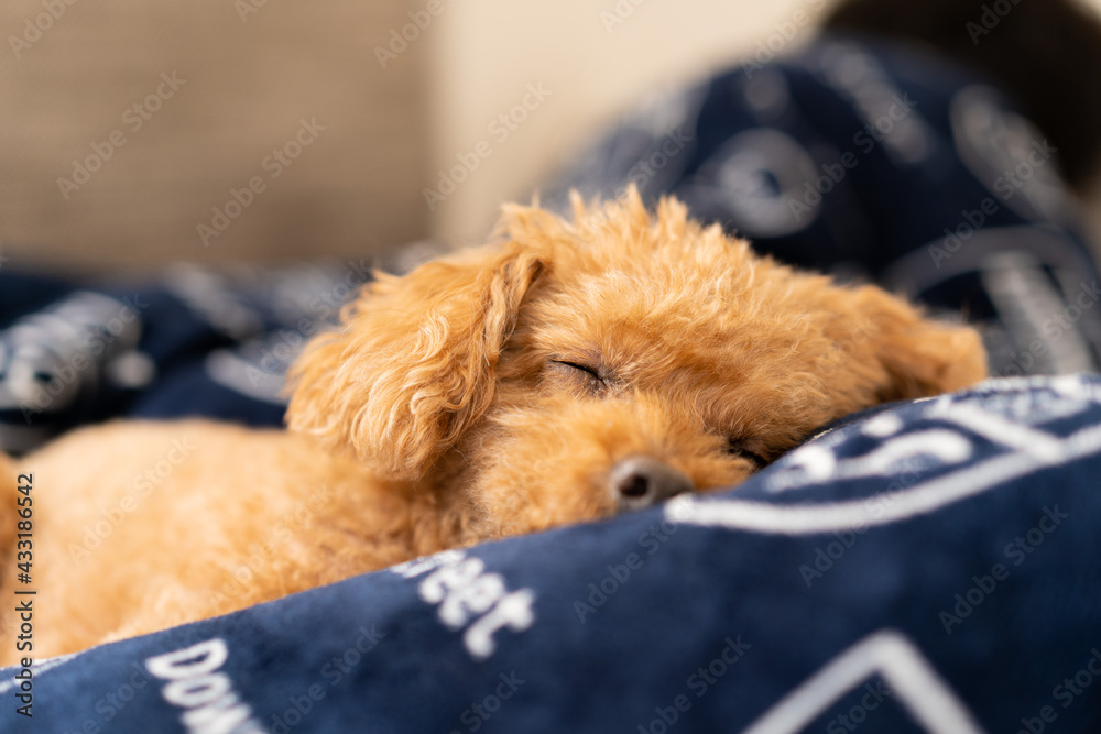 布団の上でぬくぬく寝ているトイプードル Stock Photo | Adobe Stock