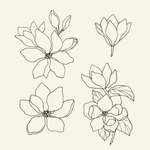 Hand Drawn Magnolia Flowers. Botanical Design