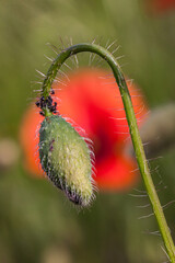 Poster - Chasteaux (Corrèze, France) - Coquelicot