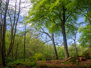 Wall Mural - Woodland Trees in Spring 