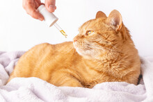 Sad Ginger Cat Is Sniffing A Dropper With CBD Oil Or Medicinal Hemp. Alternative Treatment For Sick Pets With Cancer. Cannabinoid Pain Reliever For Animals.