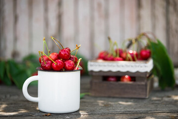 Wall Mural - Ripe Organic Freshly Picked Sweet Cherries in Vintage Enamel Mug on Green Foliage Garden Nature Background. Summer Harvest Vitamins Clean Eating Freshness Vegan. Poster Banner Template