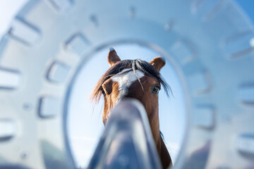 Wall Mural - Horse's head seen through modern plastic horseshoes made of composite material provide better shock absorption and therapeutic support for the healing of the horse's hooves and legs