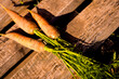 fresh crop carrots from the garden selective focus