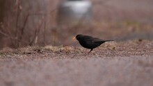 The Close-up Of The Common Blackbird (Turdus Merula). Bird Is Looking For Food And Eats A Worm On The Sunny Spring Day