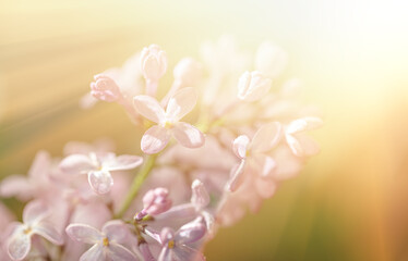 Wall Mural - Close-up image of lilac flowers in springtime