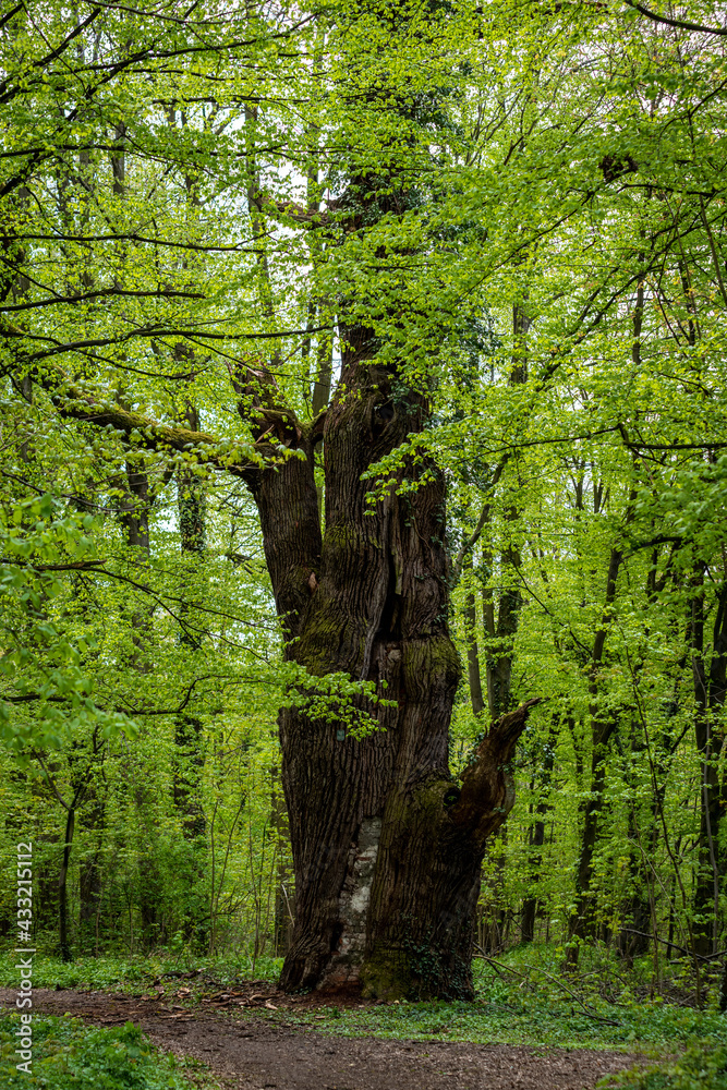 ogromne stare drzewo z naprawianym pniem w lesie - obrazy, fototapety, plakaty 