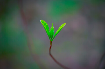  Young Sprouts of Forest Plants. Spring State of Nature. Minimalistic Natural Background.