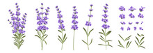Set Of Differents Lavender Branches On White Background.