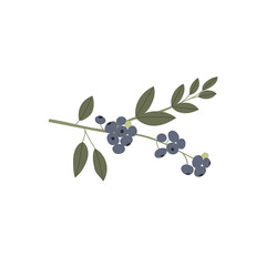 vector color hand drawn flat illustration of blueberry branch with leaves and berries. isolated on w