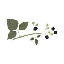 Vector Color Hand Drawn Flat Illustration Of Dewberry Or Blackberry Branch With Leaves And Berries. Isolated On White Background.