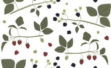 Dewberry, Blackberry, Raspberry Vector Seamless Pattern With Branches, Leaves And Berries Color Hand Drawn Illustration. Isolated On White Background.