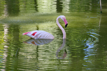 A pink flamingo swims in a pond, its long neck is gracefully curved, its reflection can be seen on the surface of the water