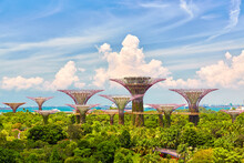 Singapore Supertrees Grove At The Gardens By The Bay