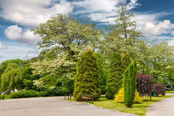 Green park with blooming chestnuts