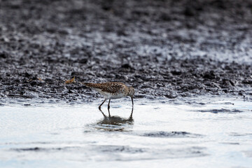 Wall Mural - Wood sandpiper looking for food in the mud at a beach