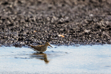 Canvas Print - Pectoral sandpiper walking in the water at a mudflat