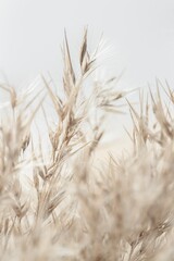 Wall Mural - Dry cool tones beige romantic cane reed rush on light background macro