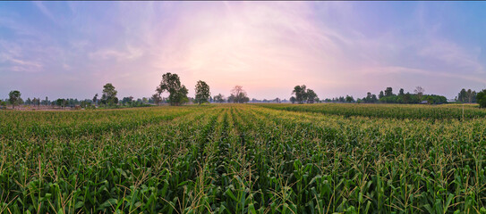 Corn farm on farmland Agricultural areas on the slopes produce crops. Beautiful clouds over fertile soil There is a space for graphic design.